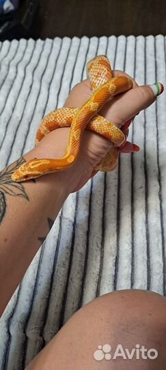 Змея маисовый полоз