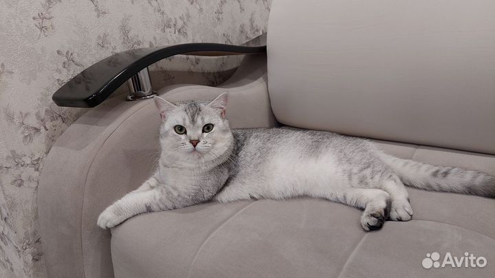 Шотландские вислоухие котята