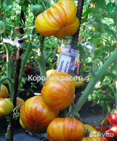 Семена сортовых томатов