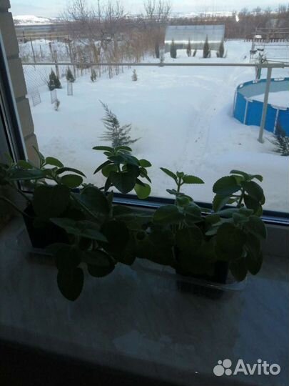 Комнатная мята