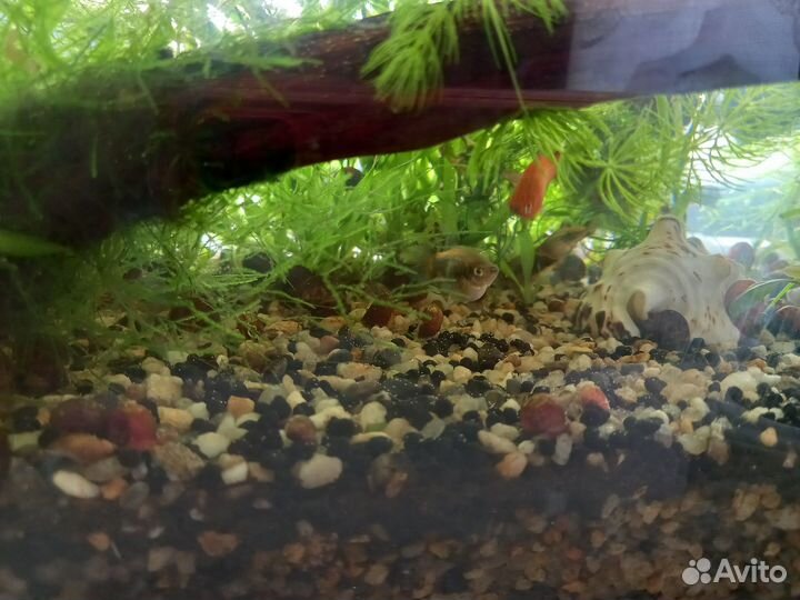 Улитки, растения и рыбы для аквариума