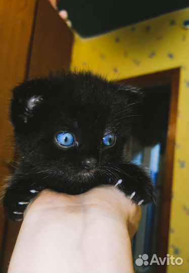 Шотландский котенок