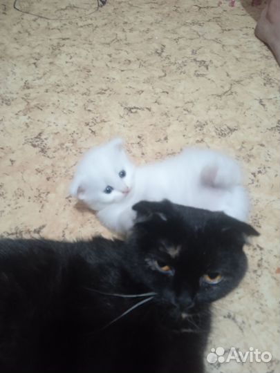 Котята, смесь британца