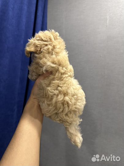 Мальтипу f1 micro корея