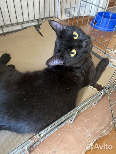 В добрые ручки