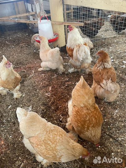 Брама лимонная