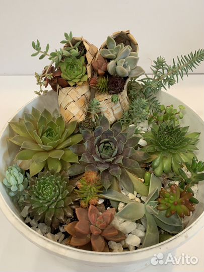 Суккуленты для дома и сада