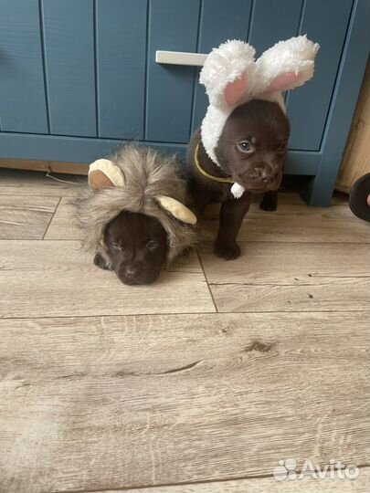 Шоколадные щенки лабрадора от родителей чемпионов