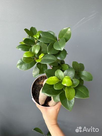 Фикус микрокарпа гинсенг