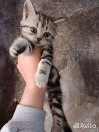 Сладкие малыши
