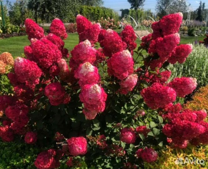 Гортензии (сортов много в наличии)