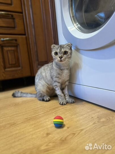 Вислоухая кошечка в доьрые руки