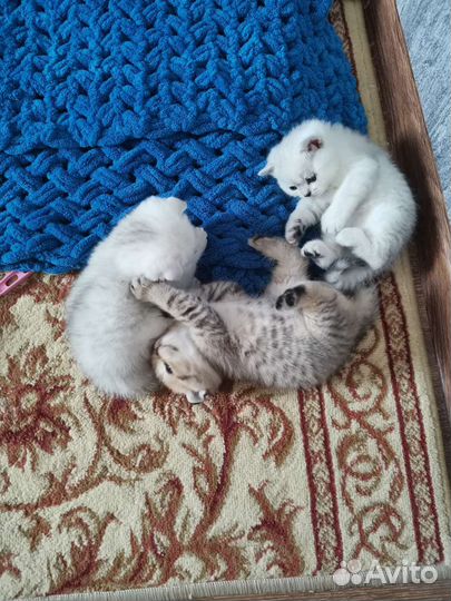 Котята британской серебристой шиншиллы