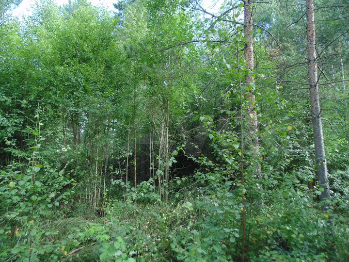 Участок 20 сот. (СНТ, ДНП)