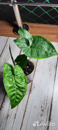 Комнатные растения. Сингониум