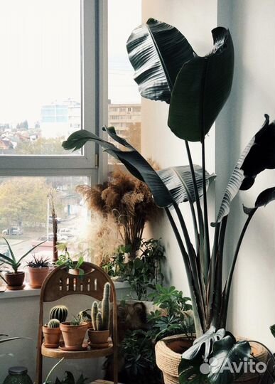 Стрелиция николая