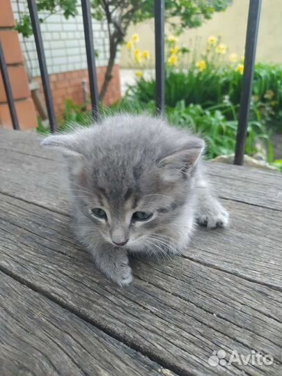 Котики бесплатно в добрые руки