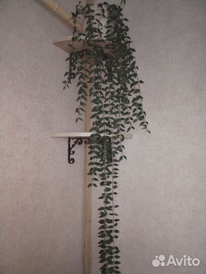 Хойя Белла комнатный цветок