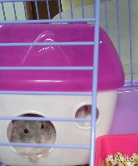 Джунгарский хомяк мальчик