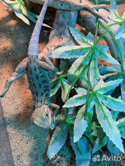 Бородатая агама самец