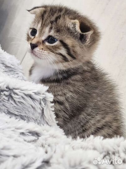 Вислоухие котята в добрые руки