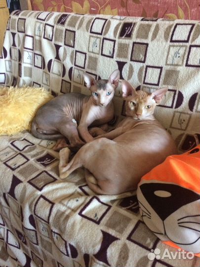 Вязка сфинксов(Канадцы)