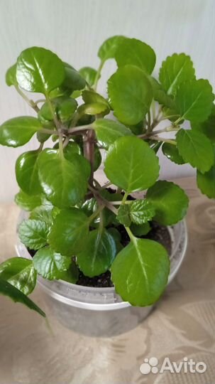 Комнатные цветы