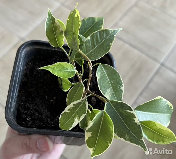 Фикус бенджамина