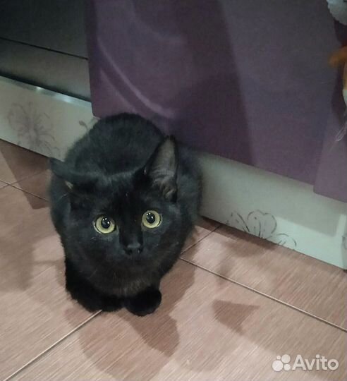 Котенок Марфуша