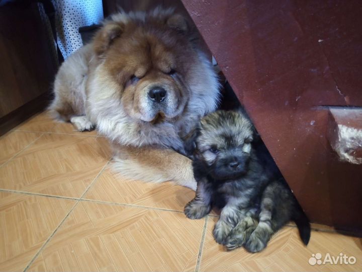 Щенки метисы