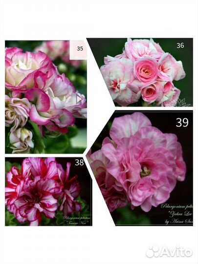 Пеларгония герань сортовая