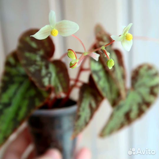 Бегония Variabilis patch