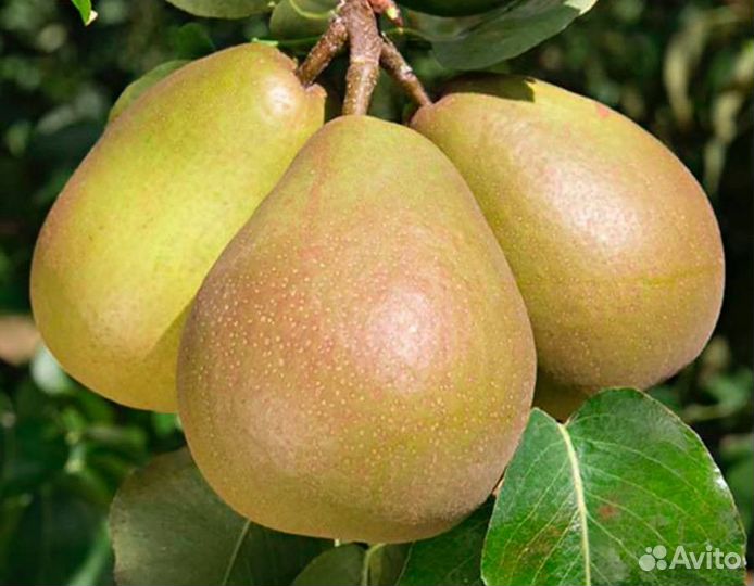 Саженцы груши оптом ва-29 (Айва)