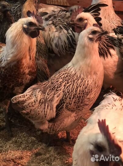 Лакеданзи серебро курицы,петухи,инкубационное яйцо