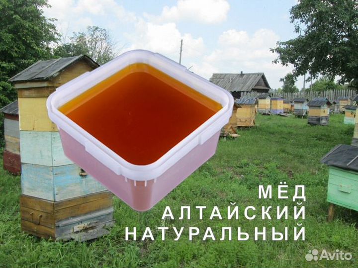Мёд натуральный из Алтая опт