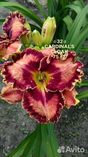 Лилейники сортовые Махровые