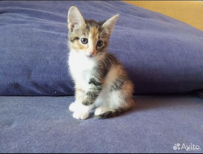 Кошка в дар