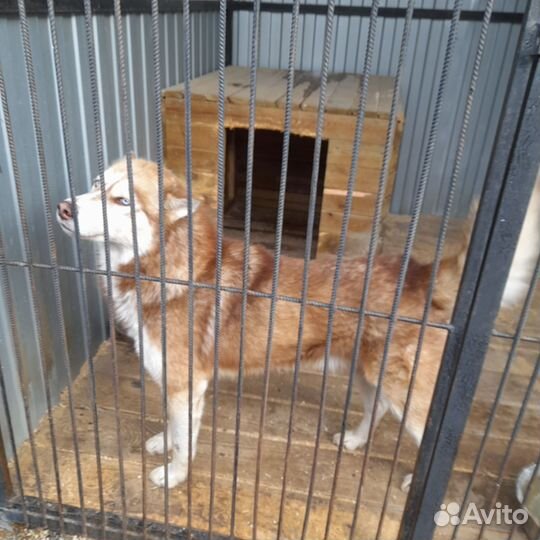 Хаски бесплатно