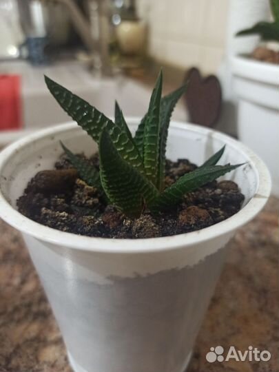 Хавортия дракон