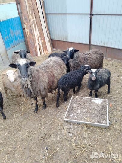 Овцы бараны козы ягнята