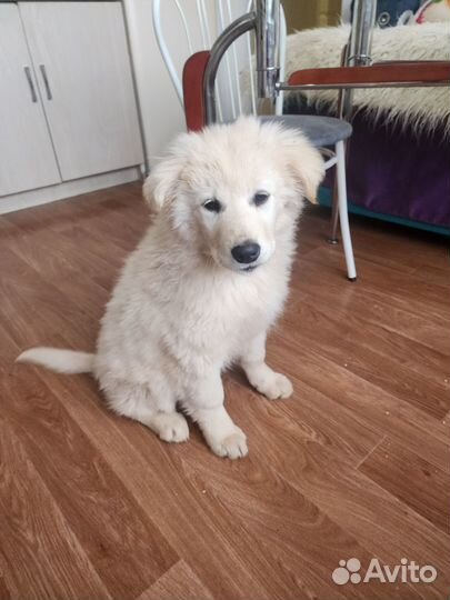 Щенок девочка 3 мес (бесплатно)