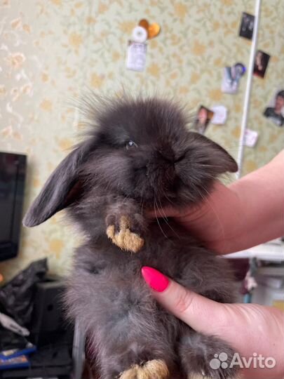 Декоративные карликовые кролики