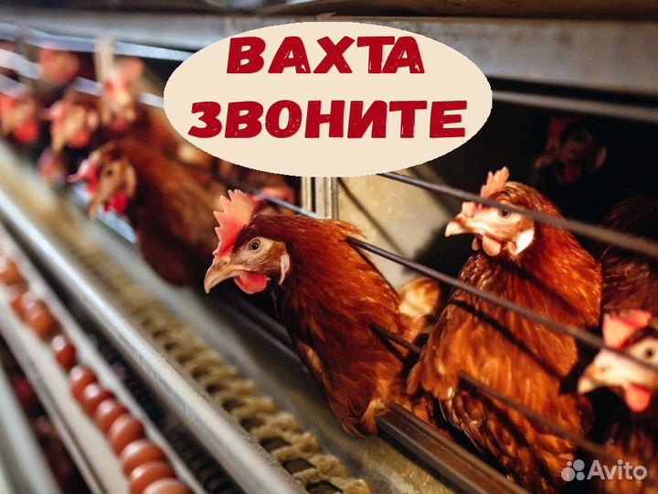 Разнорабочий Вахта Жилье/Еда Аванс еженедельно