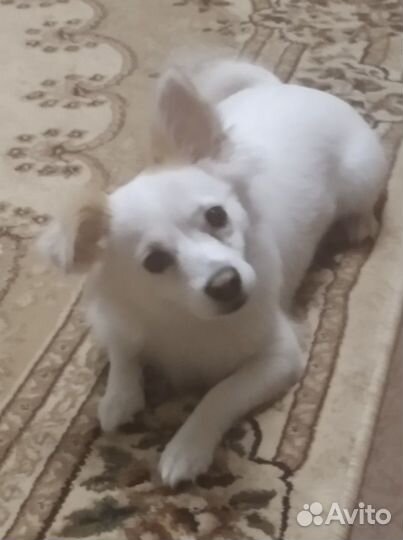 Мальчик Чихуахуа ищет подругу