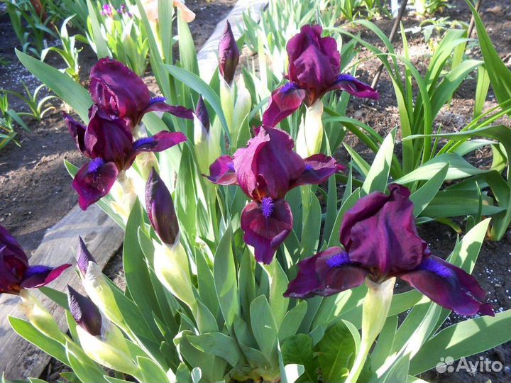 Карликовые ирисы