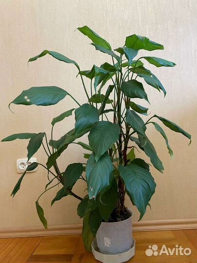 Комнатные цветы