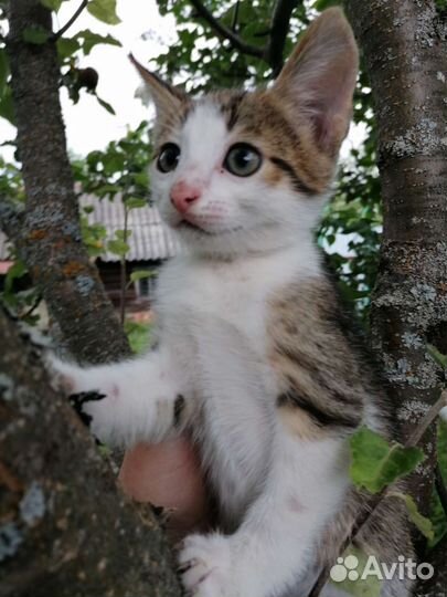 Кошки в добрые руки бесплатно