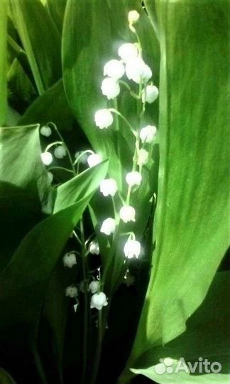 Ландыш майский