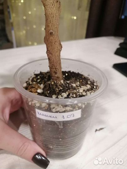 Фикус бенджамина кинки