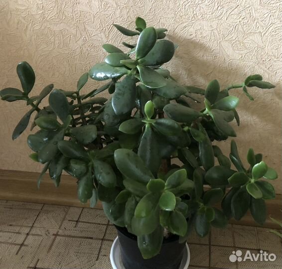 Суккуленты, Толстянки,Алоэ, Эониум